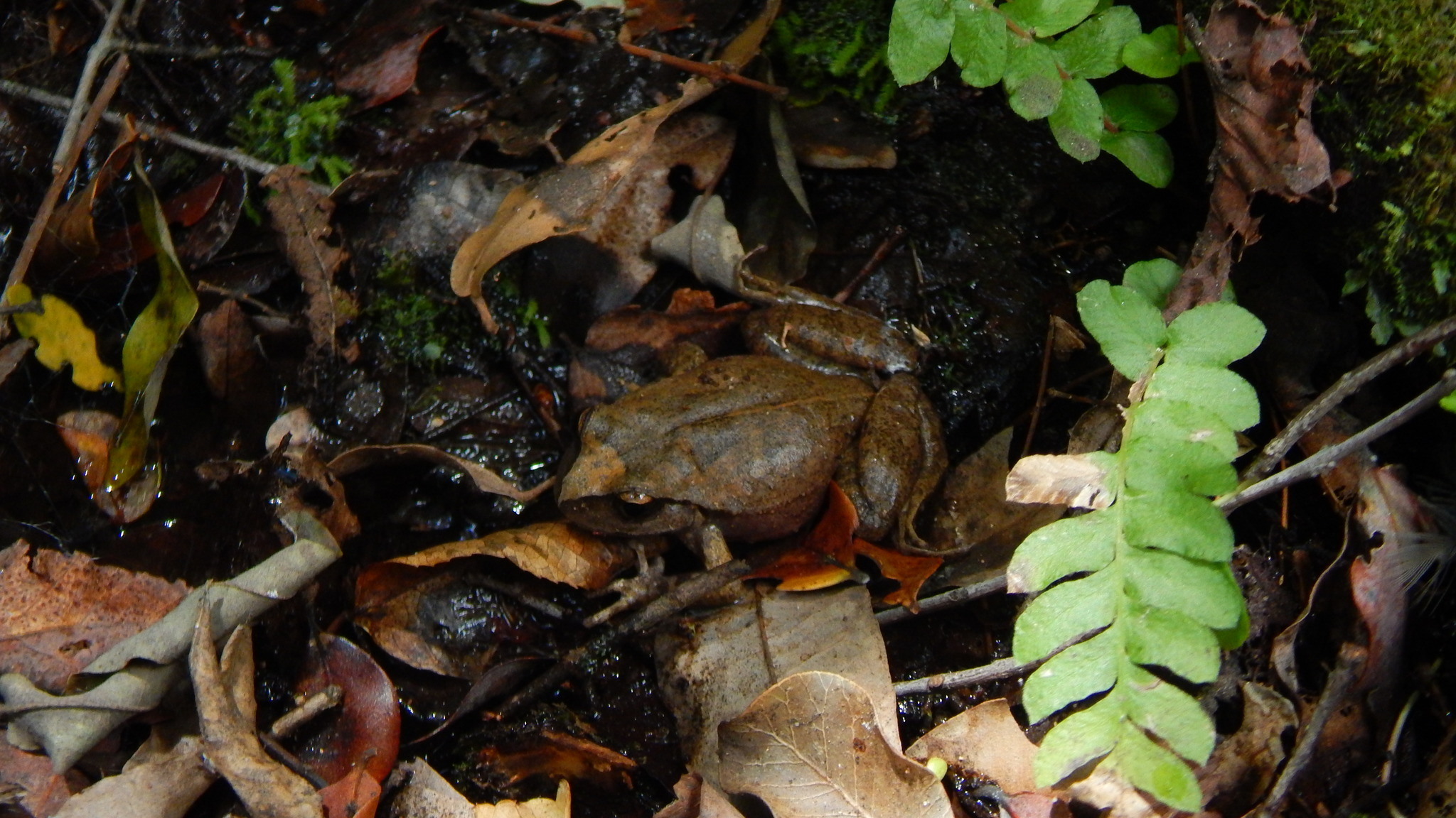 Alsodes cantillanensis Charrier, Correa-Quezada, Castro & Méndez-Torres, 2015
