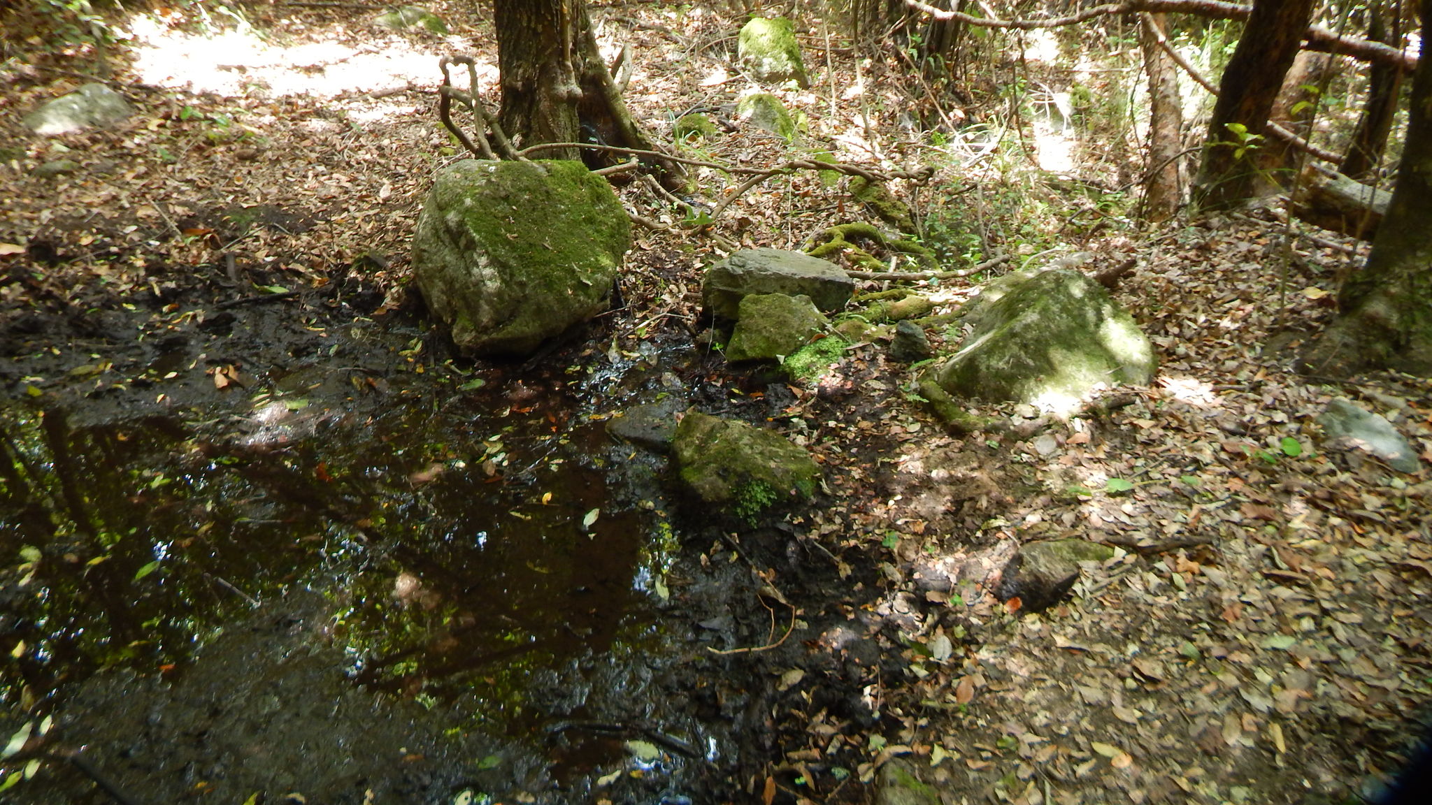 Alsodes cantillanensis Charrier, Correa-Quezada, Castro & Méndez-Torres, 2015