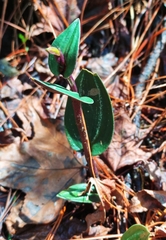 Psilochilus macrophyllus