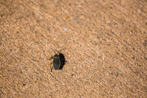 Bordered plant bug