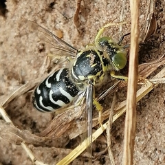 Stictia