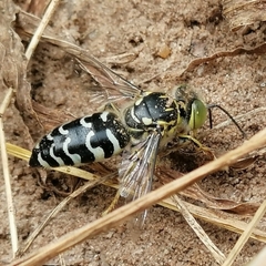 Stictia
