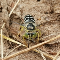 Stictia