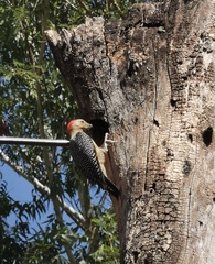 Melanerpes aurifrons