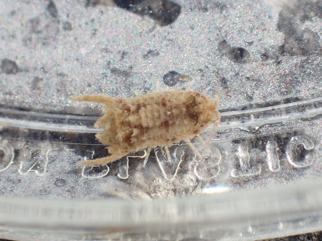 Sponge Isopod