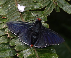 Pyrrhopyge phidias