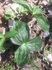 Trillium sessile