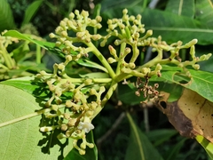 Alstonia spectabilis