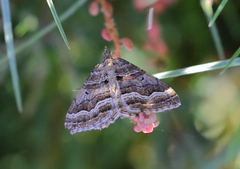 Chrysolarentia
