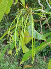 Alstonia spectabilis