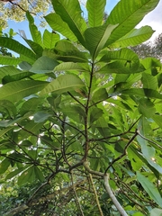 Alstonia spectabilis