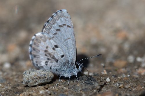 Spring Azure Zion National Park Butterfly Guide 🦋 · Inaturalist 7492