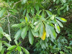 Alstonia spectabilis