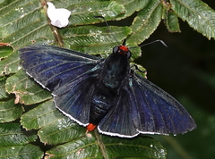 Pyrrhopyge phidias