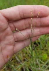 Poaceae