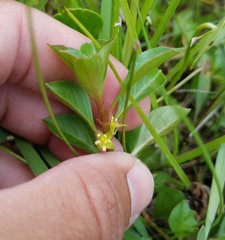 Ludwigia