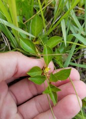 Ludwigia