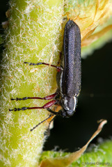 Trichophthalmus miltomerus