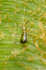 Neomyzus circumflexus