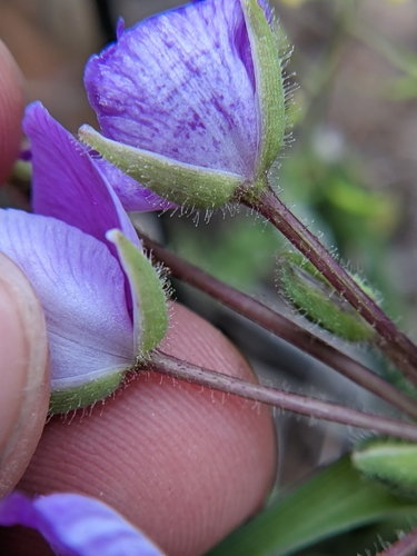 Image of Tradescantia pedicellata by (c) Eric Knight, some rights reserved (CC BY)