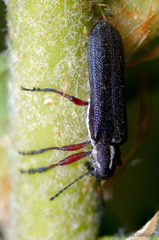 Trichophthalmus miltomerus