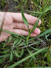 Symphyotrichum subulatum elongatum