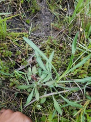 Symphyotrichum subulatum elongatum