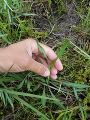 Symphyotrichum subulatum elongatum