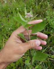 Pluchea odorata