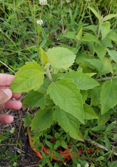 Magnoliopsida