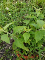 Magnoliopsida
