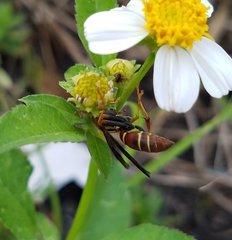 Polistes