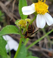 Polistes