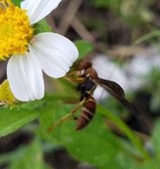 Polistes