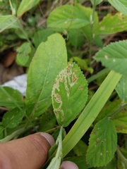Pterygota