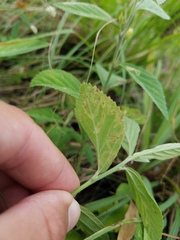 Pterygota