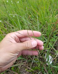 Symphyotrichum