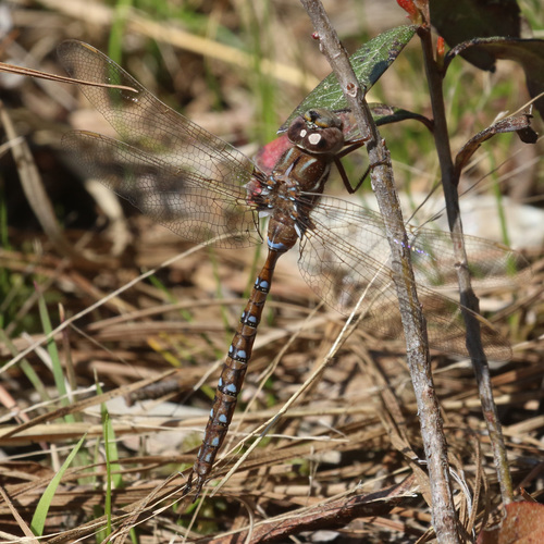 Springtime Darner photographed in South Carolina