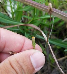 Symphyotrichum