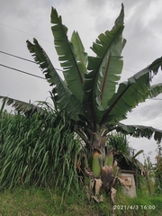 Ensete