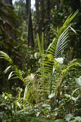 Ceroxylon alpinum