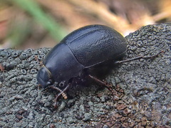 Coniontis ovalis