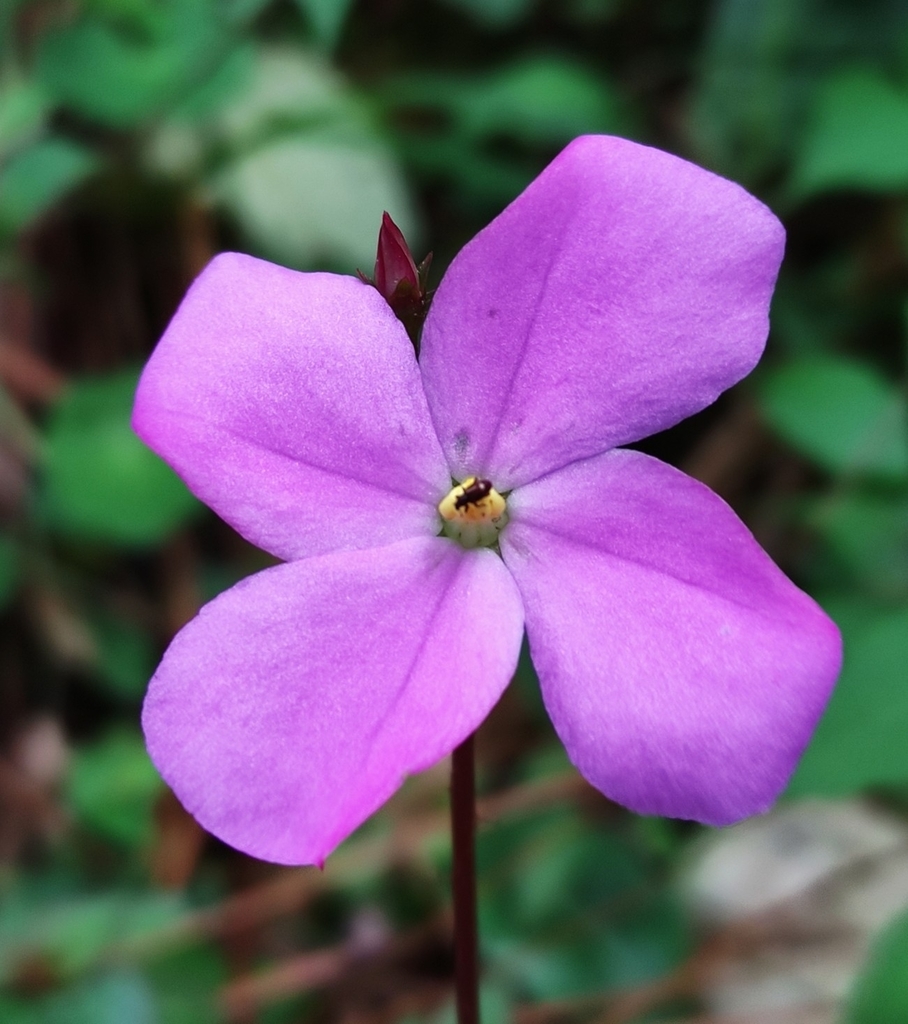 Arthrostemma parvifolium