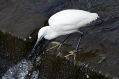 Egretta garzetta
