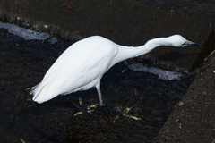 Egretta garzetta