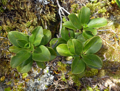 Coprosma serrulata