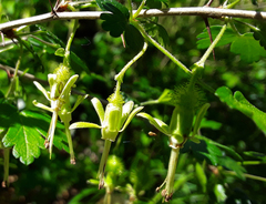 Ribes echinellum