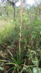 Dyckia brasiliana