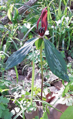 Trillium lancifolium