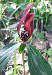 Trillium lancifolium